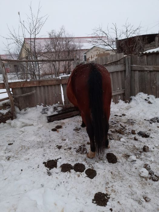 продам кобыла 6 лет