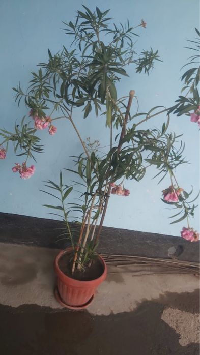 Растение. Цветы. Алиандра.