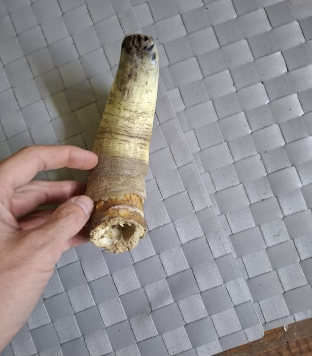 Рог цена 15лв...