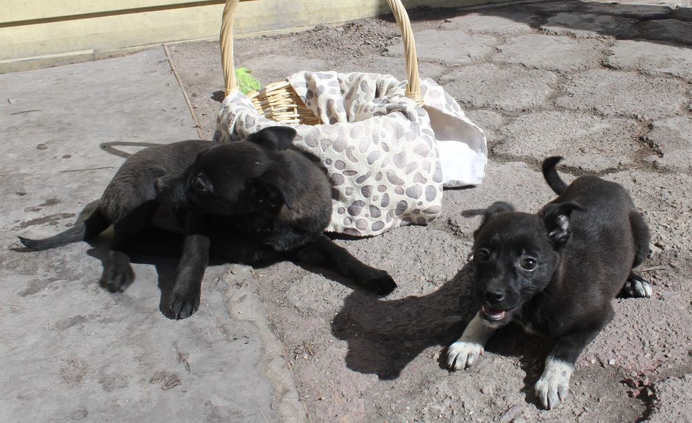 С любовью отдам на радость вам