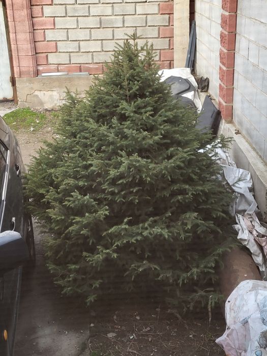 Продам живую ёлку