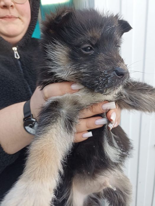 Щенята бесплатно