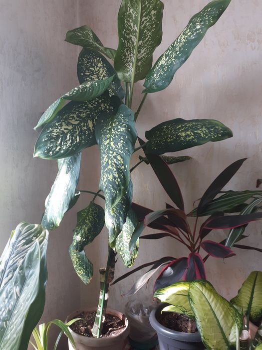 Комнатные  цветы