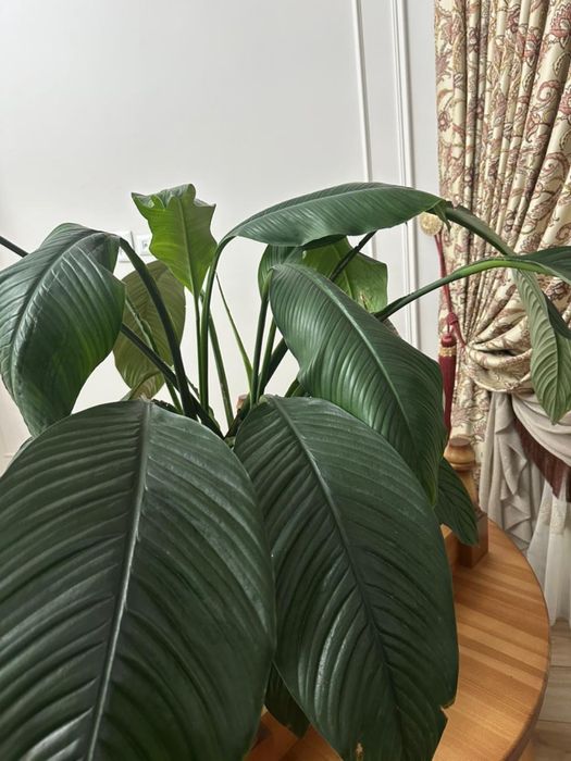 Продается цветок - «женское счастье»