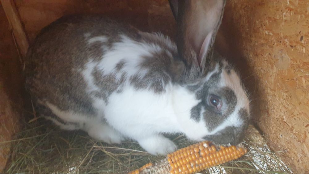 Uriaș german fluture si gri fier