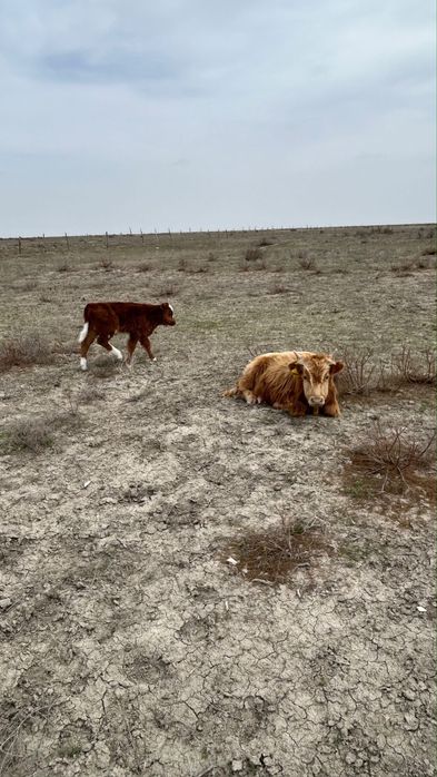 Коровы дойные с телятами