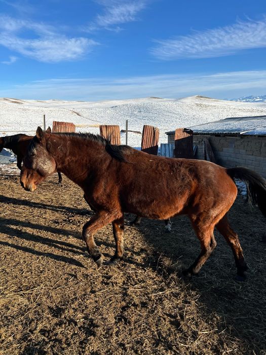 Продается очень мощный жеребец.  Порода жабы.