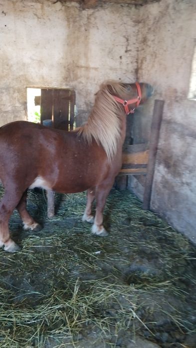 Vând ponei  foarte cuminte