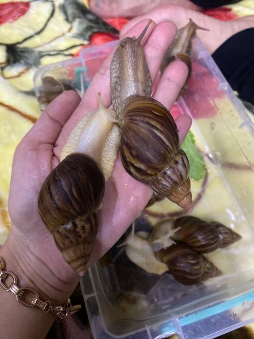 Ulitkalar 12 sm 15 smdan