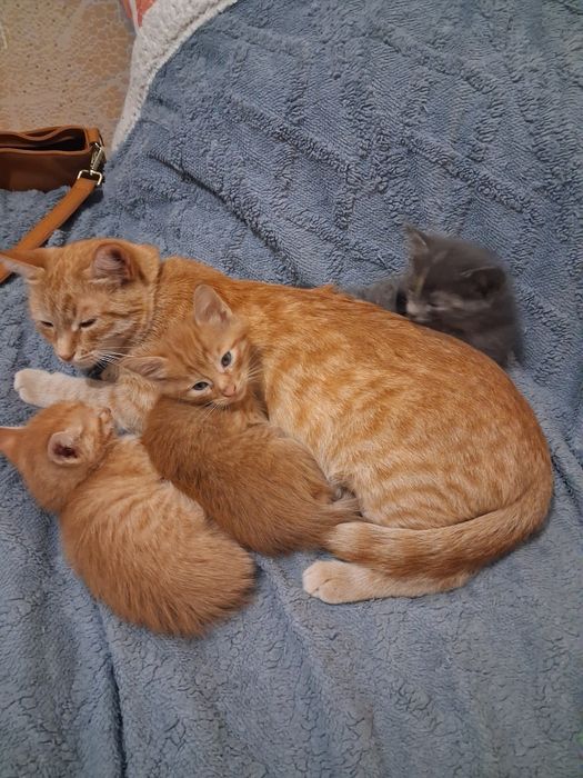 Отдам котят в добрые руки