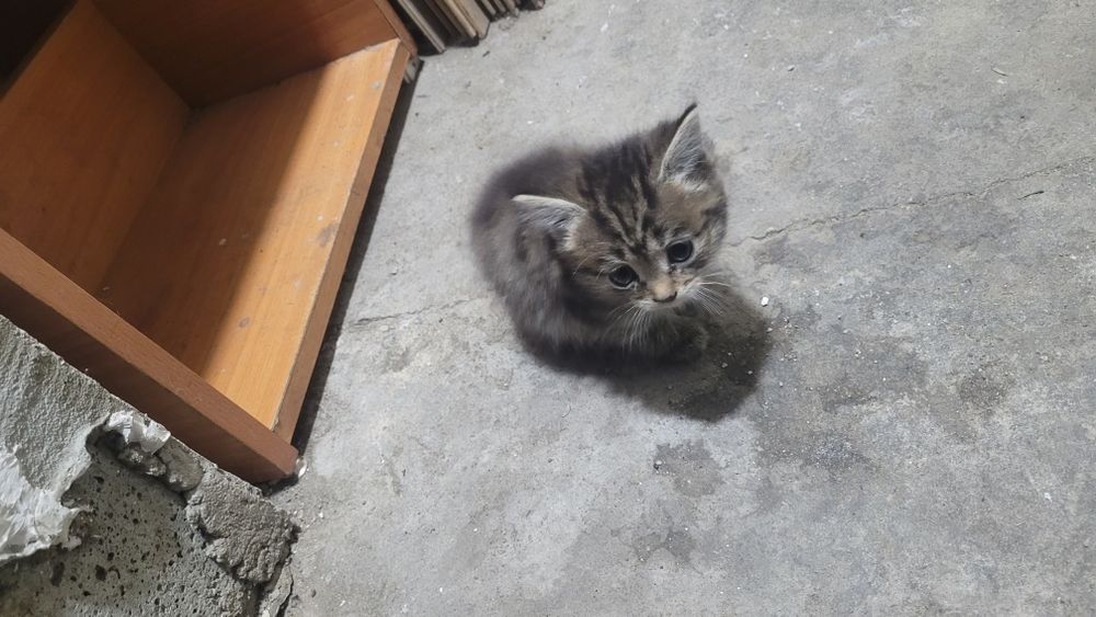 Дарю котят в добрые руки!!!