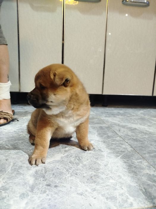 Щенки сиба ину клубные