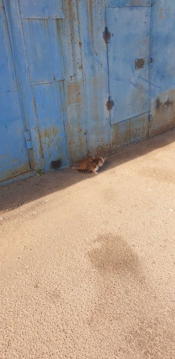 Котята заберите выкинули на ултце