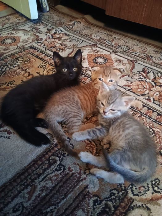 Отдам котят в добрые руки