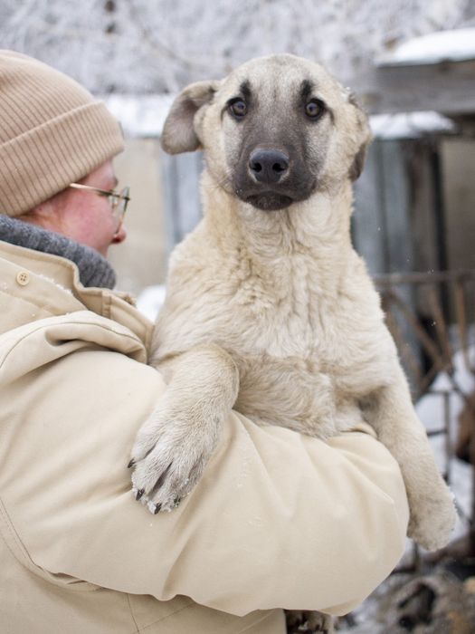 Щенки  ждут добрые руки