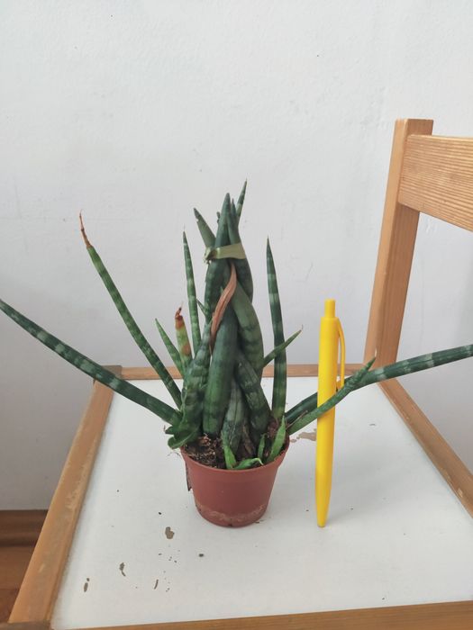 Planta Sansevieria matura