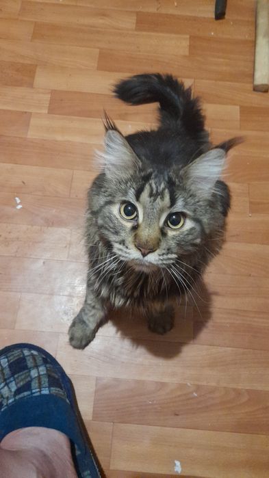 Девочка мэйкун ищет жениха