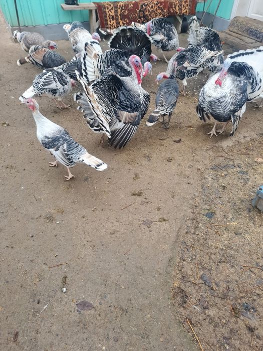 Curci și curcani de vanzare