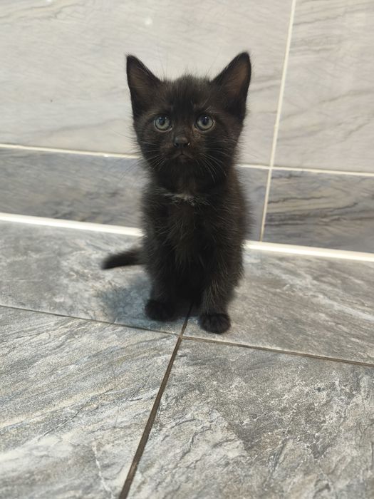 Отдадим котят в крысоловы