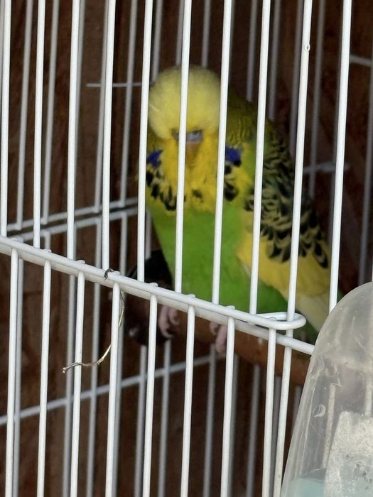 Papagali perusi standard