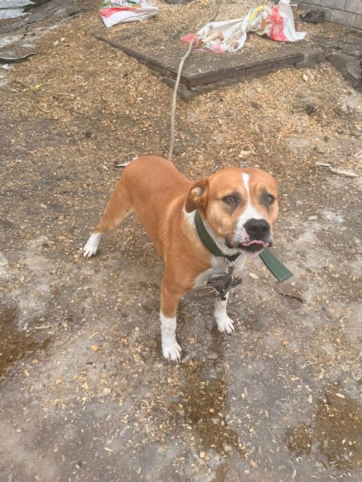 Продам щенков Порода Пит-бультерьер.