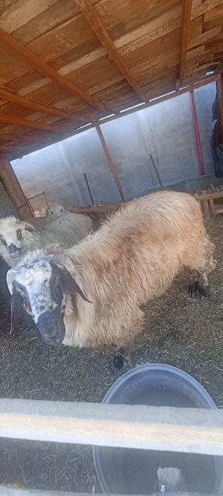 Oi și berbec cărăbaș