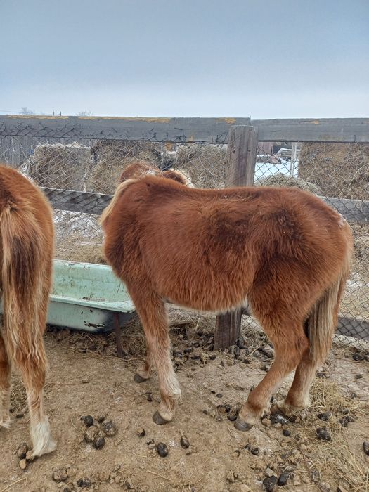 Продам  2 таи ұрғашы