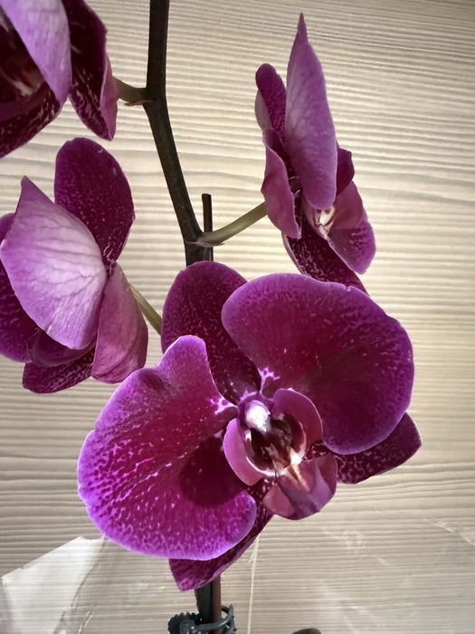 Орхидеи орхидея цветут