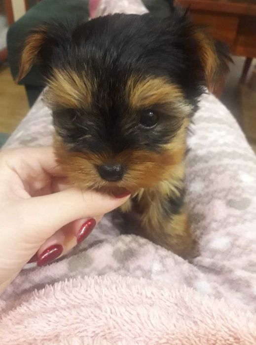 Йоркита/ Йоркита