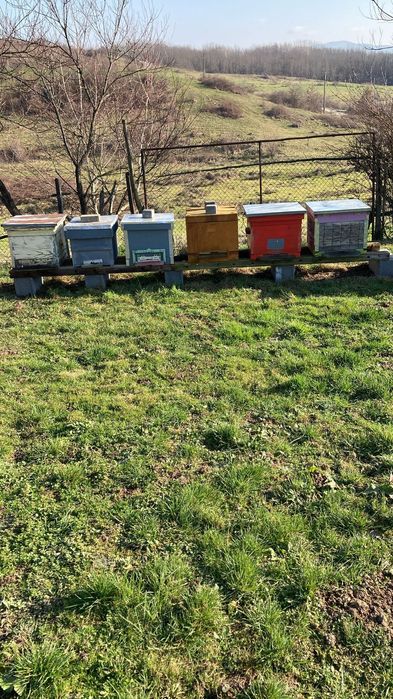 Vând familii de albine