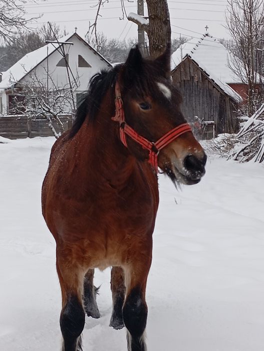 De vânzare mânza de doi ani