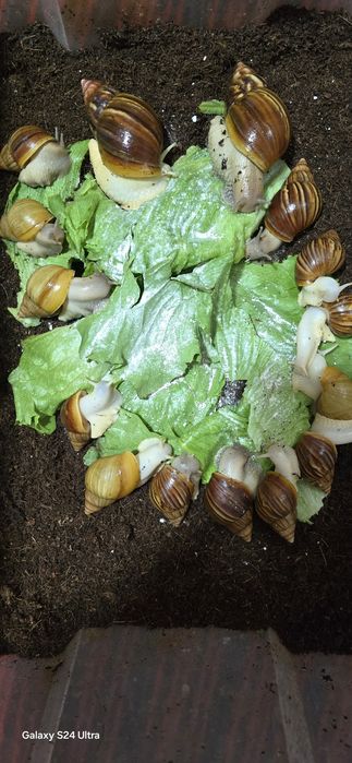 Соглом улиткалар тоза