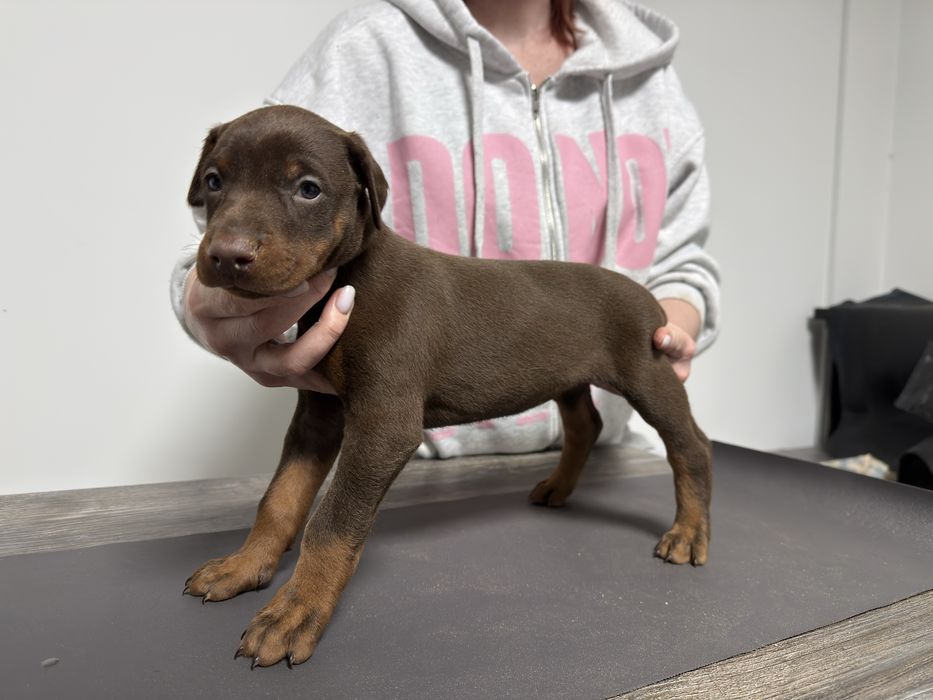 Щенки добермана коричневые и черные