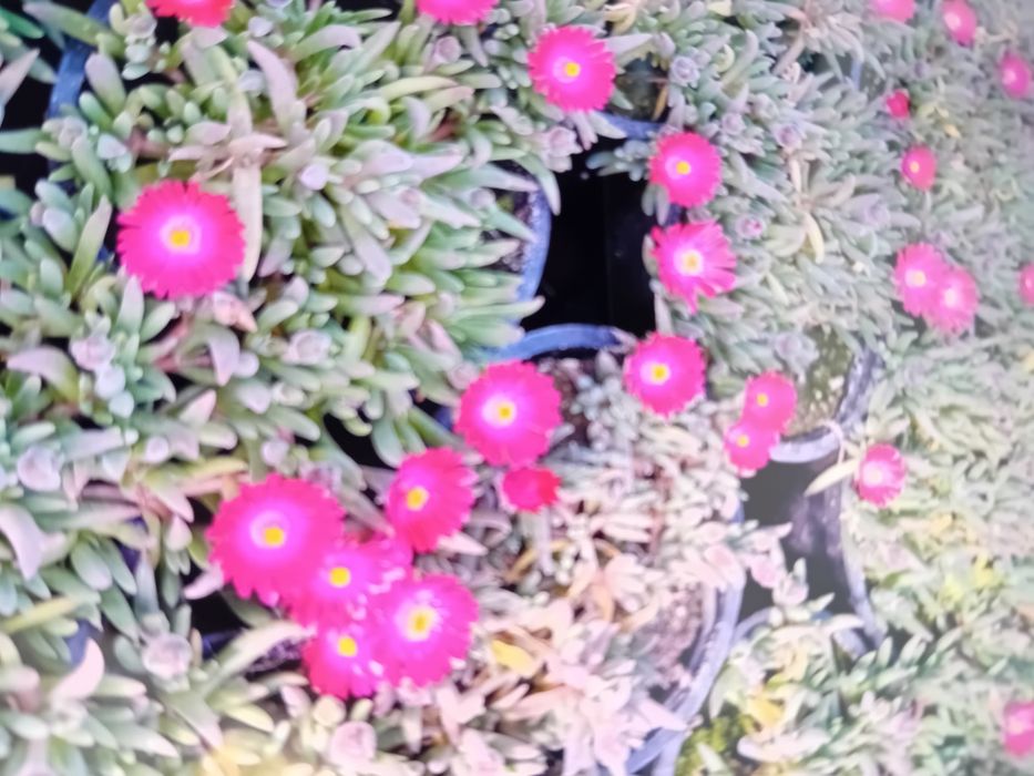 Делосперма        разсад