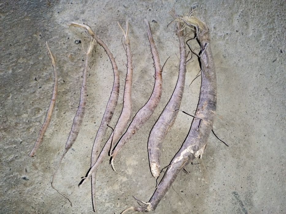 Kavrok koʻchatlari sotiladi qalinligi rasmda keltirilgan