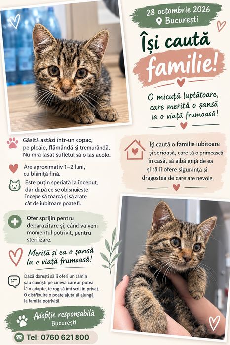 Adopție pisicuță superbă