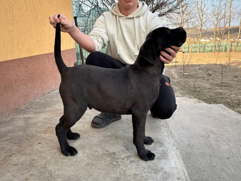 Cane corso de vanzare