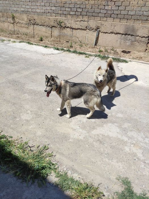 Xaski oq bosh 3 yow qorasi 2 yow