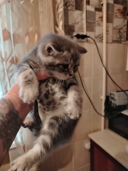 Продам котят скотиш страйт