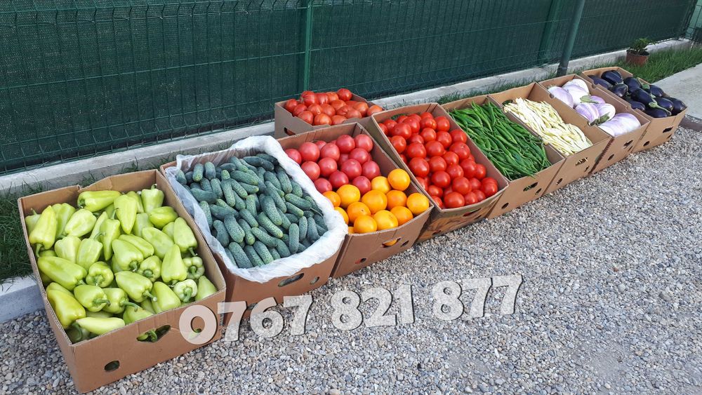 Rasaduri legume : Rasad rosii / tomate ardei castraveti vinete salata