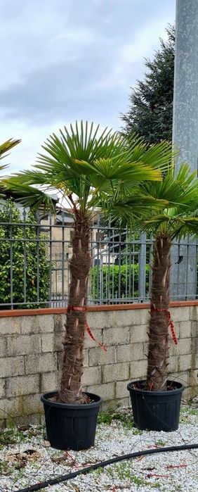 Palmierii rezistenți la îngheț trachicarpus Fortunei