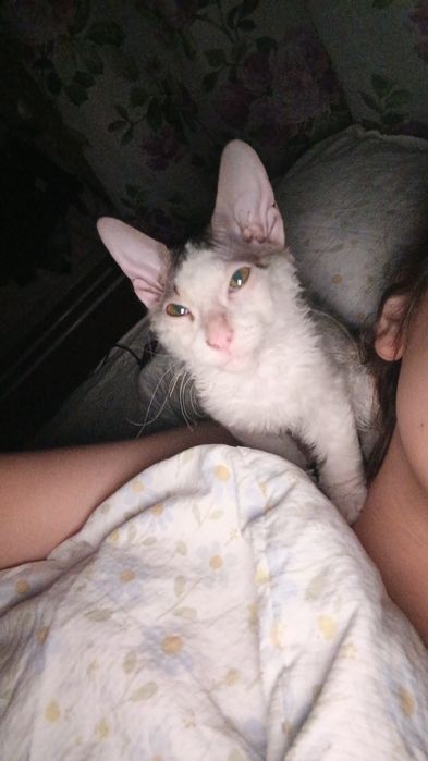сфинкс девочка котёнок