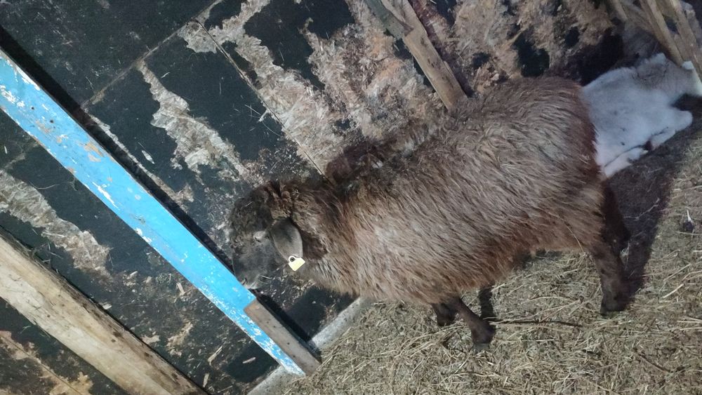 Жас кой малдыгы жаксы