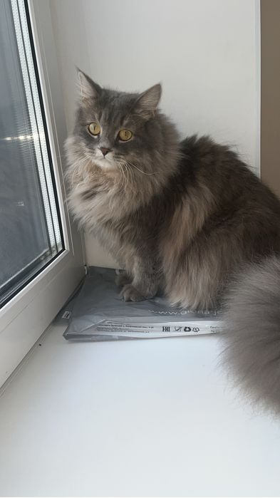 Шотландский, длиношерстный кот