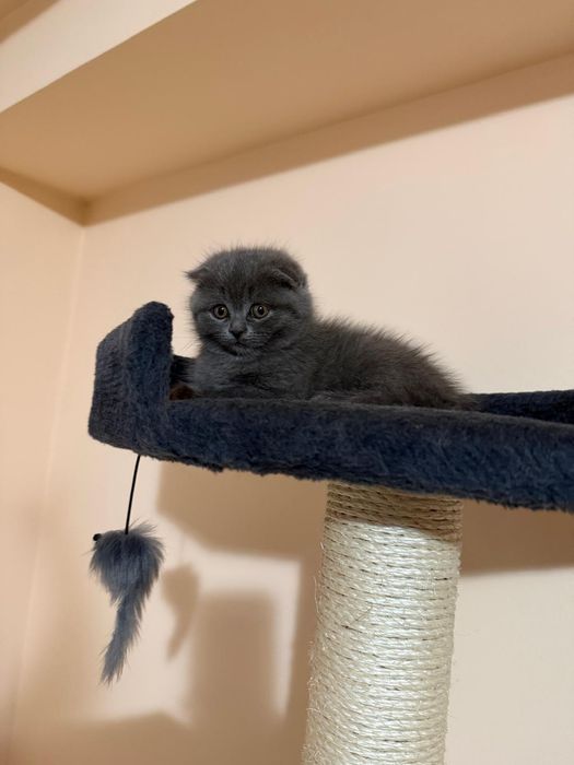 Scottish Fold Short Hair