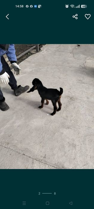 Таза қанды теке лақтар