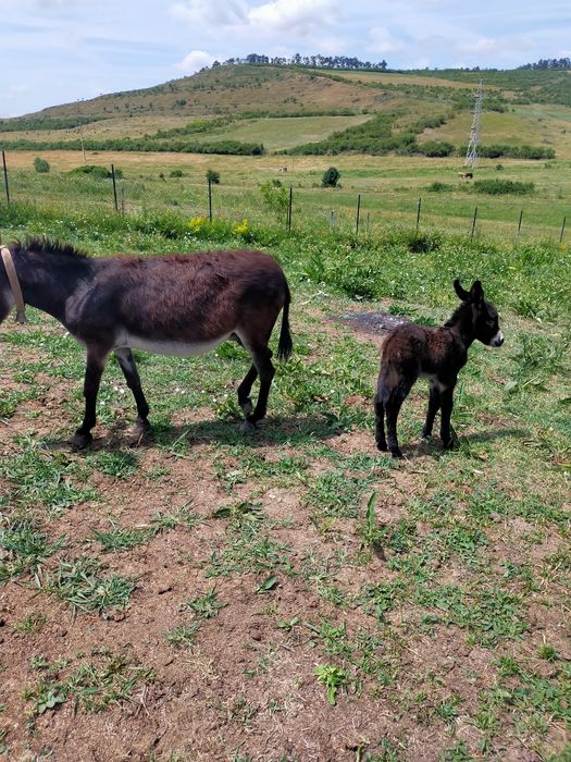 Lapte de măgăriță