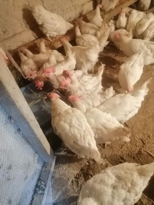 Не сушка Тауктар сатылады