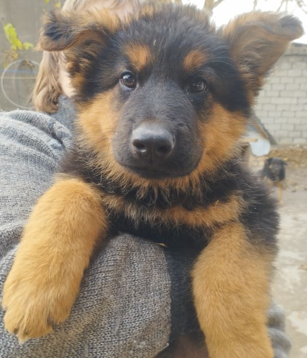 Щенки немецкой овчарки