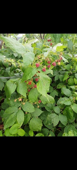 Продам дачу. Не затапливается